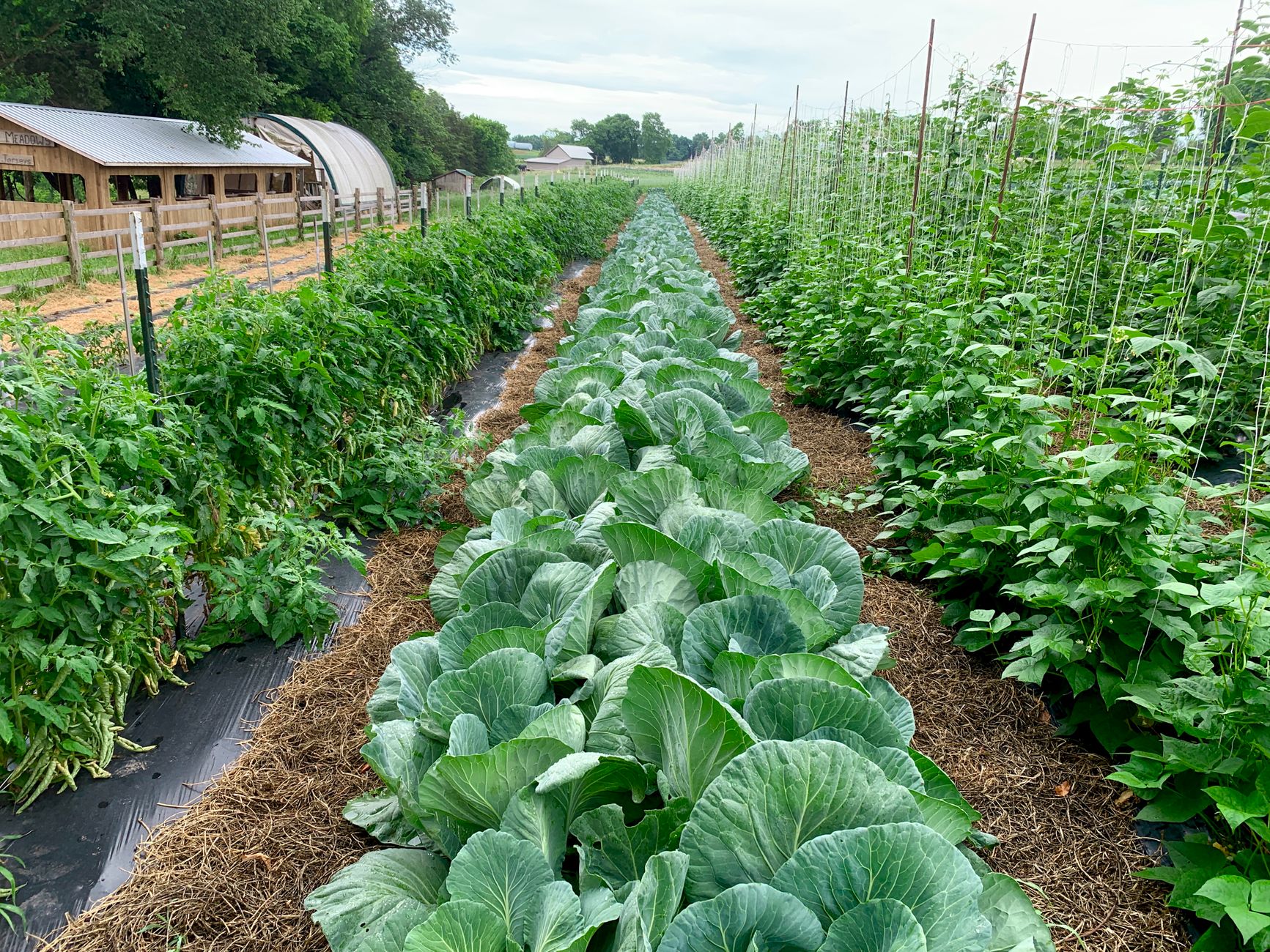 lush vegetable rows in tennessee farm